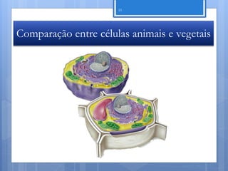 15




Comparação entre células animais e vegetais




                                    Nuno Correia 11/12
 