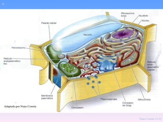 18




     Nuno Correia 11/12
 