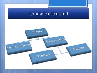 21




Unidade estrutural




                     Nuno Correia 11/12
 