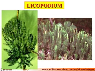 LICOPODIUMLICOPODIUM
 
