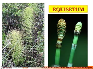 EQUISETUMEQUISETUM
 