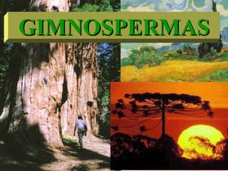 GIMNOSPERMASGIMNOSPERMAS
 