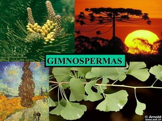 GIMNOSPERMASGIMNOSPERMAS
 