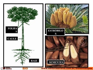 ESTRÓBILOESTRÓBILO
SS
SEMENTESSEMENTES
CAULECAULE
FOLHAFOLHA
SS
RAIZRAIZ
 