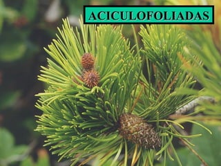 ACICULOFOLIADASACICULOFOLIADAS
 