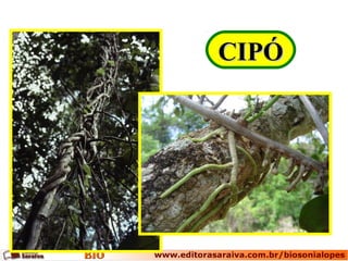 CIPÓCIPÓ
 