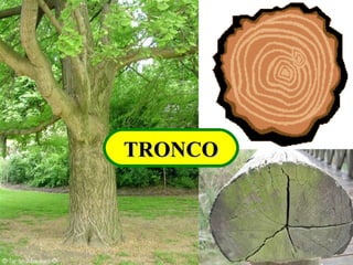 TRONCOTRONCO
 
