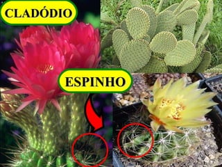 CLADÓDIOCLADÓDIO
ESPINHOESPINHO
 