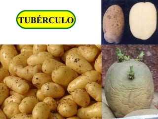 TUBÉRCULOTUBÉRCULO
 
