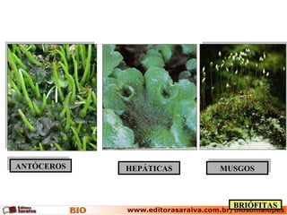 ANTÓCEROSANTÓCEROSANTÓCEROSANTÓCEROS HEPÁTICASHEPÁTICAS MUSGOSMUSGOSMUSGOSMUSGOS
BRIÓFITASBRIÓFITAS
 