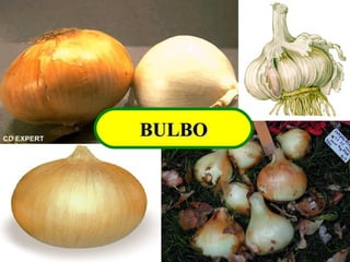 BULBOBULBO
 