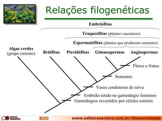 Relações filogenéticas
Algas verdes
(grupo externo) Briófitas Pteridófitas Gimnospermas Angiospermas
Gametângios revestidos por células estéreis
Embrião retido no gametângio feminino
Vasos condutores de seiva
Sementes
Flores e frutos
Espermatófitas (plantas que produzem sementes)
Traqueófitas (plantas vasculares)
Embriófitas
 