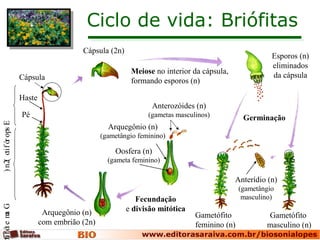 Ciclo de vida: Briófitas
Cápsula (2n)
Meiose no interior da cápsula,
formando esporos (n)
Esporos (n)
eliminados
da cápsula
Gametófito
masculino (n)
Gametófito
feminino (n)
GametófitEsporófito(2n)
Pé
Haste
Cápsula
Anterídio (n)
(gametângio
masculino)
Anterozóides (n)
(gametas masculinos)
Arquegônio (n)
(gametângio feminino)
Oosfera (n)
(gameta feminino)
Fecundação
e divisão mitóticaArquegônio (n)
com embrião (2n)
Germinação
 