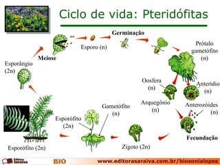 Ciclo de vida: Pteridófitas
Esporângio
(2n)
Meiose
Esporo (n)
Germinação
Prótalo
gametófito
(n)
Arquegônio
(n)
Fecundação
Zigoto (2n)Esporófito (2n)
Oosfera
(n)
Anterídio
(n)
Anterozóides
(n)
Gametófito
(n)
Esporófito
(2n)
 