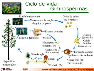 Ciclo de vida:
Gimnospermas
Esporófito
maduro (2n)
Germinação
Pinhão
Grãos de pólen
são liberadosMeiose com formação
de grãos de pólen
Sacos aéreos
Célula
do tubo
Célula
generativa
Escama ovulífera
Meiose
Megásporo
funcional (n)
Formação do tubo
polínico e fecundação
Arquegônio (2n)
com oosfera (n)
Gametófito
feminino (n)
Embrião (2n)
Estróbilo feminino
Estróbilo masculino
 