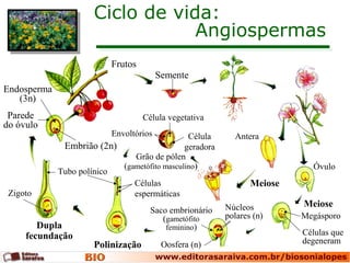 Ciclo de vida:
Angiospermas
Dupla
fecundação
Polinização
Frutos
Antera
Óvulo
Meiose
Meiose
Megásporo
Células que
degeneram
Célula
geradora
Célula vegetativa
Envoltórios
Saco embrionário
(gametófito
feminino)
Oosfera (n)
Núcleos
polares (n)
Células
espermáticas
Tubo polínico
Zigoto
Embrião (2n)
Parede
do óvulo
Endosperma
(3n)
Semente
Grão de pólen
(gametófito masculino)
 