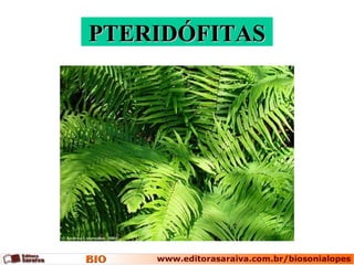 PTERIDÓFITASPTERIDÓFITAS
 