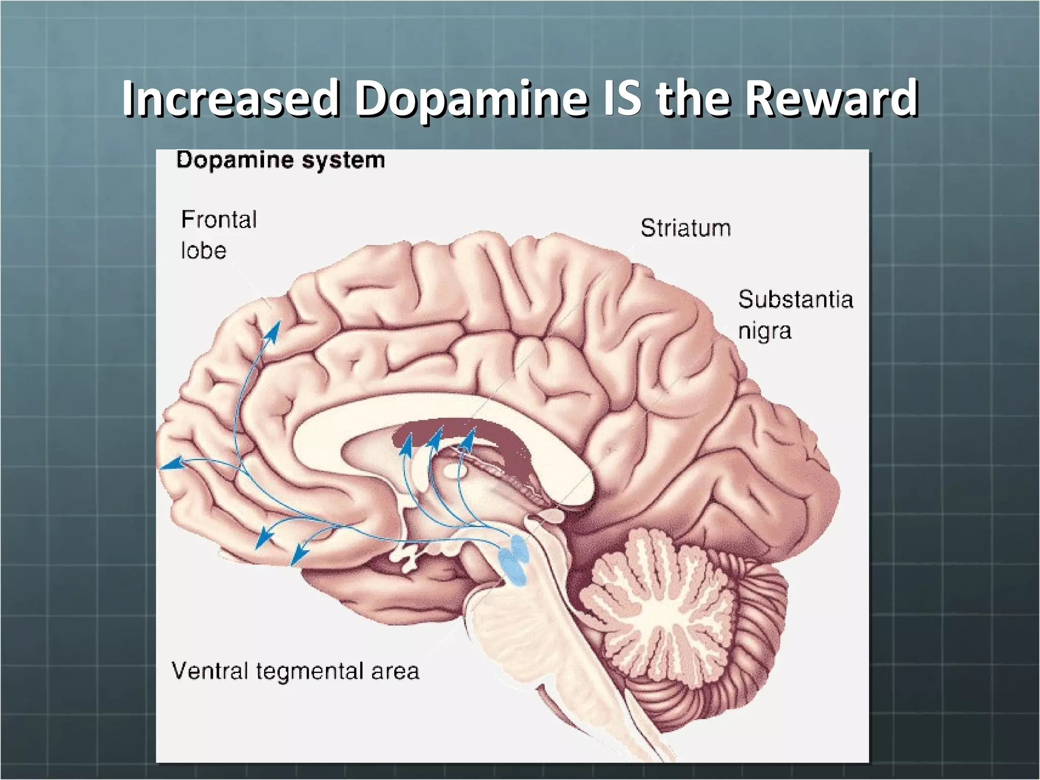 Increased DopamineIncreased Dopamine ISIS the Rewardthe Reward
 