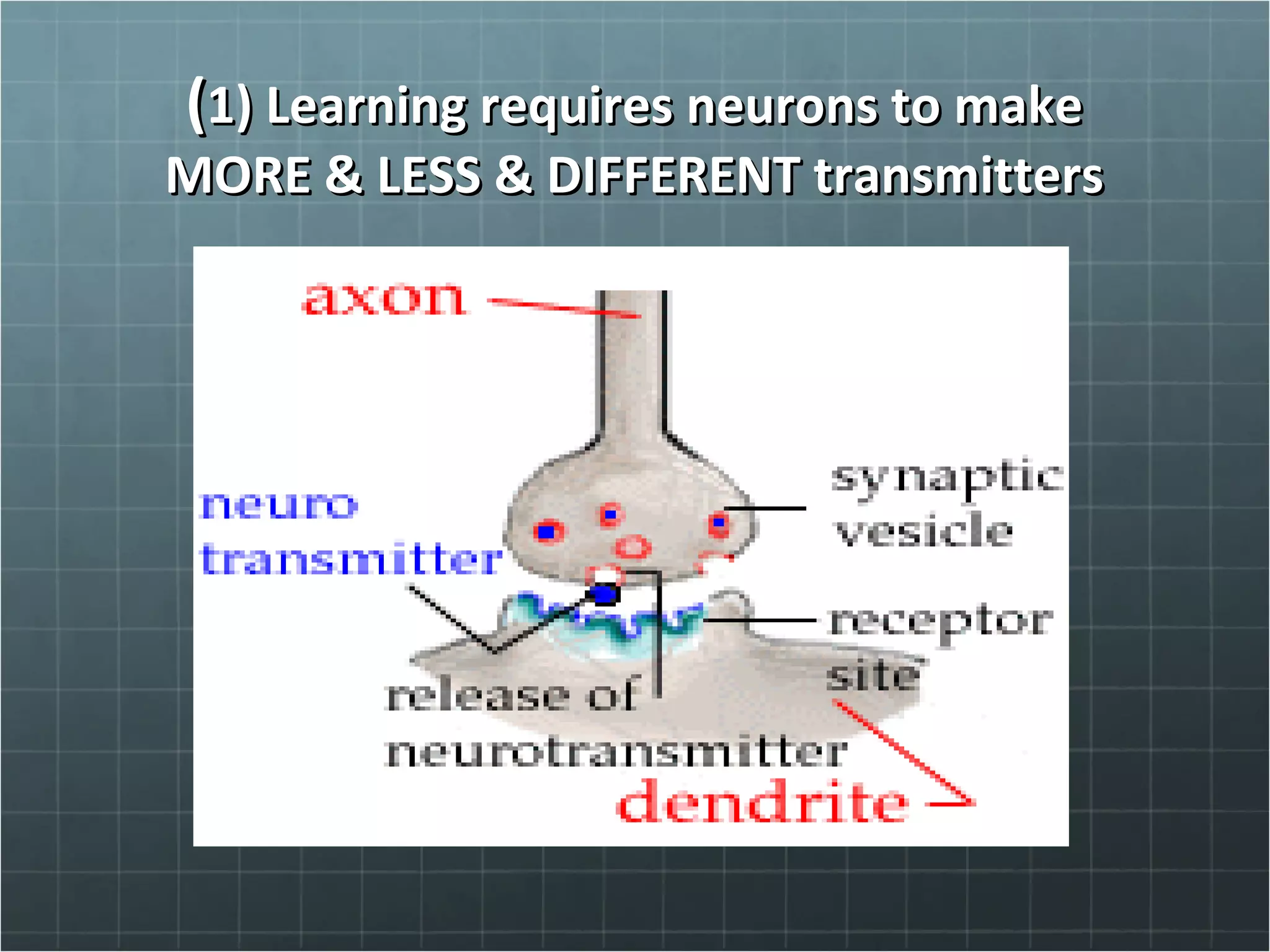 ((1) Learning requires neurons to make1) Learning requires neurons to make
MORE & LESS & DIFFERENT transmittersMORE & LESS & DIFFERENT transmitters
 