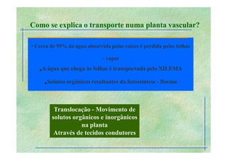 transporte Plantas