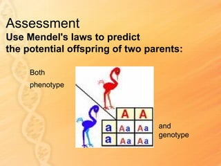 Assessment
Use Mendel's laws to predict
the potential offspring of two parents:

     Both
     phenotype




                                 and
                                 genotype
 