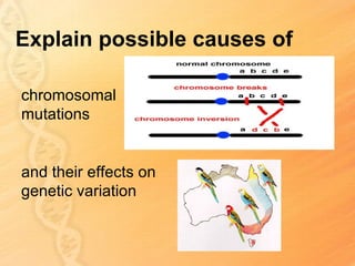 Explain possible causes of

chromosomal
mutations


and their effects on
genetic variation
 