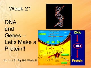 Week 21

DNA
and
Genes –
Let’s Make a
Protein!!
Ch 11.1-2   Pg 280 Week 21
 