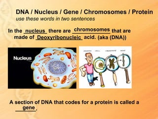 DNA / Nucleus / Gene / Chromosomes / Protein
   use these words in two sentences

        nucleus            chromosomes
In the ________ there are _____________ that are
   made of ________________ acid. (aka (DNA))
            Deoxyribonucleic




A section of DNA that codes for a protein is called a
     gene
  _______.
 