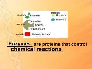 products
    substrate



    enzyme



    activator



 Enzymes
__________ are proteins that control
  chemical reactions
  _________ ___________.
 