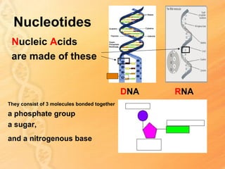 Nucleotides
 Nucleic Acids
 are made of these


                                              DNA   RNA
They consist of 3 molecules bonded together

a phosphate group
a sugar,
and a nitrogenous base
 