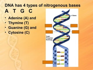 DNA has 4 types of nitrogenous bases
A T G C
•   Adenine (A) and
•   Thymine (T)
•   Guanine (G) and
•   Cytosine (C)
 