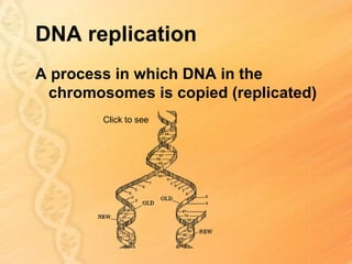 DNA replication
A process in which DNA in the
 chromosomes is copied (replicated)
        Click to see
 