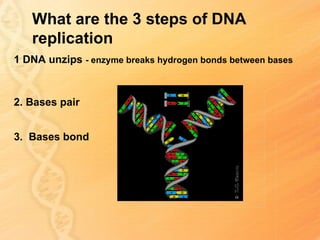 What are the 3 steps of DNA
   replication
1 DNA unzips - enzyme breaks hydrogen bonds between bases



2. Bases pair


3. Bases bond
 