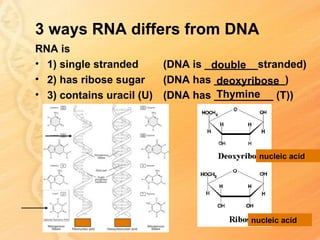 3 ways RNA differs from DNA
RNA is
• 1) single stranded     (DNA is _________stranded)
                                  double
• 2) has ribose sugar    (DNA has ____________)
                                   deoxyribose
                                   Thymine
• 3) contains uracil (U) (DNA has __________ (T))




                                          nucleic acid




                                        nucleic acid
 