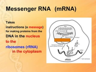 Messenger RNA (mRNA)

Takes
instructions (a message)
for making proteins from the
DNA in the nucleus
to the
ribosomes (rRNA)
    in the cytoplasm

                               rRNA
 