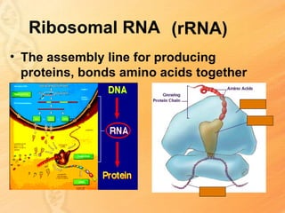Ribosomal RNA (rRNA)
• The assembly line for producing
  proteins, bonds amino acids together
 