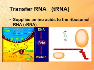 Transfer RNA (tRNA)
• Supplies amino acids to the ribosomal
  RNA (rRNA)
 
