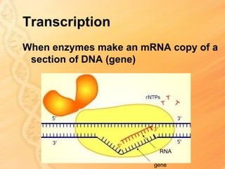 Transcription
When enzymes make an mRNA copy of a
 section of DNA (gene)




                        RNA

                       gene
 