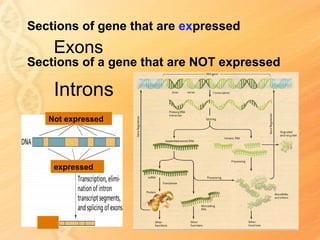 Sections of gene that are expressed
    Exons
Sections of a gene that are NOT expressed

    Introns
   Not expressed




    expressed
 