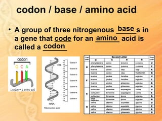 codon / base / amino acid
                                base
• A group of three nitrogenous _____s in
                          amino
  a gene that code for an ______ acid is
           codon
  called a ______
 