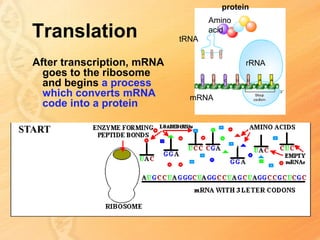 protein
                                   Amino
Translation                 tRNA
                                   acid



After transcription, mRNA                  rRNA
  goes to the ribosome
  and begins a process
  which converts mRNA         mRNA
  code into a protein
 