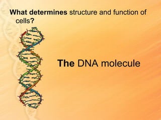 What determines structure and function of
 cells?




              The DNA molecule
 