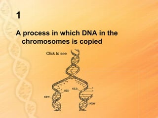 1
A process in which DNA in the
 chromosomes is copied
        Click to see
 