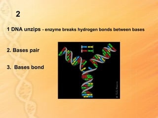 2
1 DNA unzips - enzyme breaks hydrogen bonds between bases



2. Bases pair


3. Bases bond
 