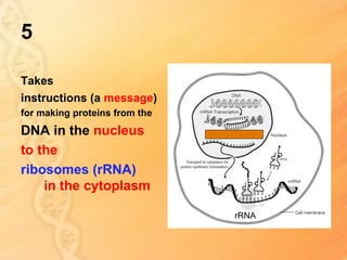 5

Takes
instructions (a message)
for making proteins from the
DNA in the nucleus
to the
ribosomes (rRNA)
    in the cytoplasm

                               rRNA
 