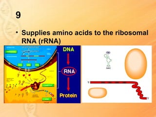 9
• Supplies amino acids to the ribosomal
  RNA (rRNA)
 