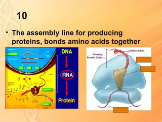 10
• The assembly line for producing
  proteins, bonds amino acids together
 