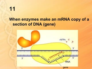 11
When enzymes make an mRNA copy of a
 section of DNA (gene)




                        RNA

                       gene
 