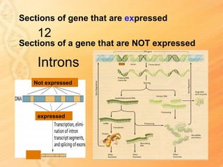 Sections of gene that are expressed
    12
Sections of a gene that are NOT expressed

    Introns
   Not expressed




    expressed
 