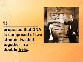 13
_______________
proposed that DNA
is composed of two
strands twisted
together in a
       helix
double ____.
 